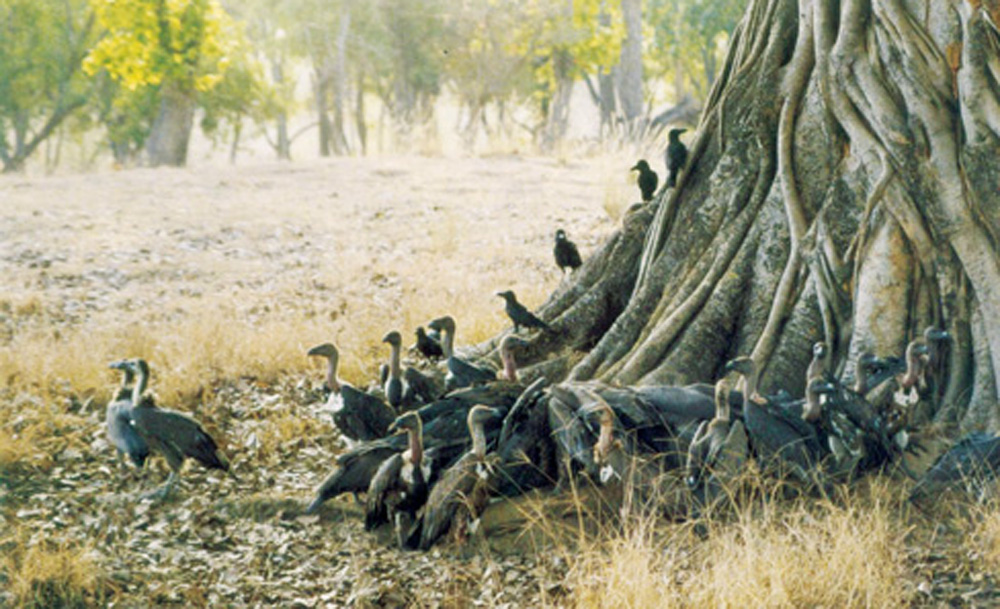 Vultures of Chhattisgarh
